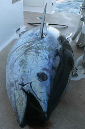 250kg Bluefin Tuna